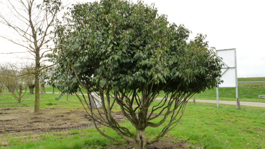 Prunus lusitanica 'Angustifolia' meerstammig