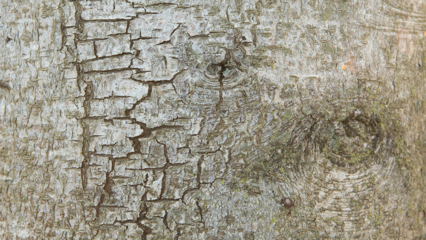 Prunus lusitanica bast