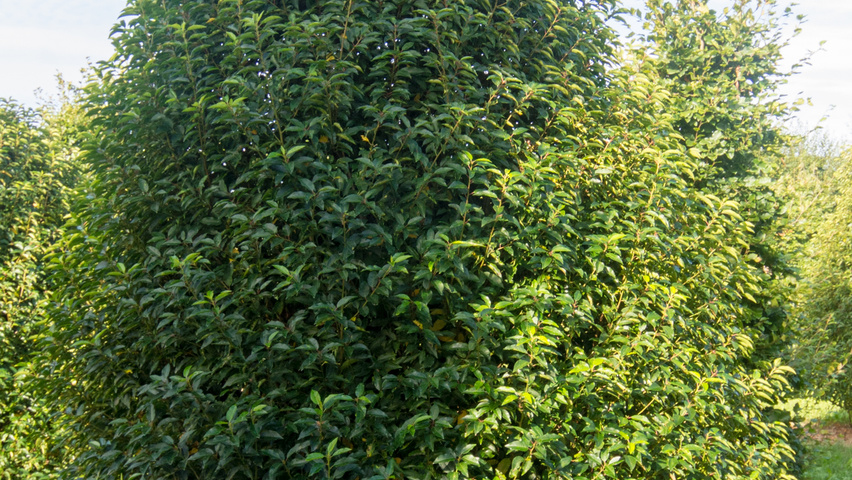 Prunus lusitanica bijenkorf