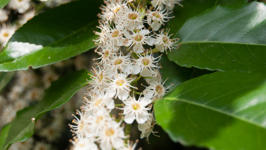 Prunus lusitanica bloem
