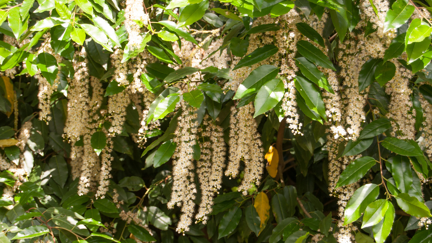 Prunus lusitanica bloem