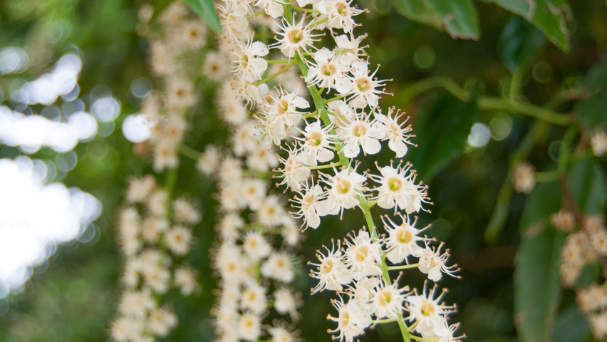 Prunus lusitanica bloem