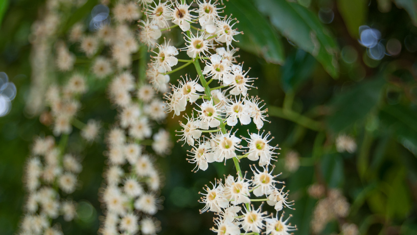 Prunus lusitanica bloem