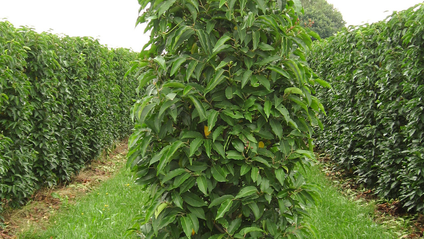 Prunus lusitanica haag