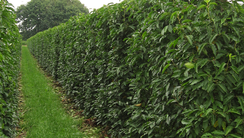 Prunus lusitanica haag