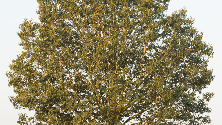 Prunus lusitanica hoogstam