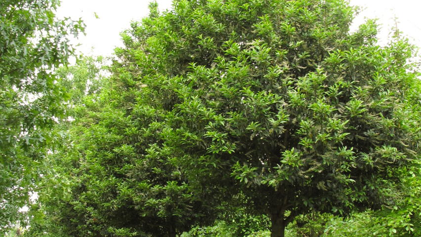 Prunus lusitanica bol