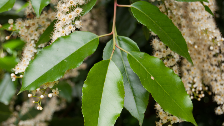 Prunus lusitanica blad