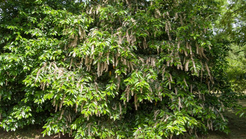 Prunus lusitanica solitair heesters