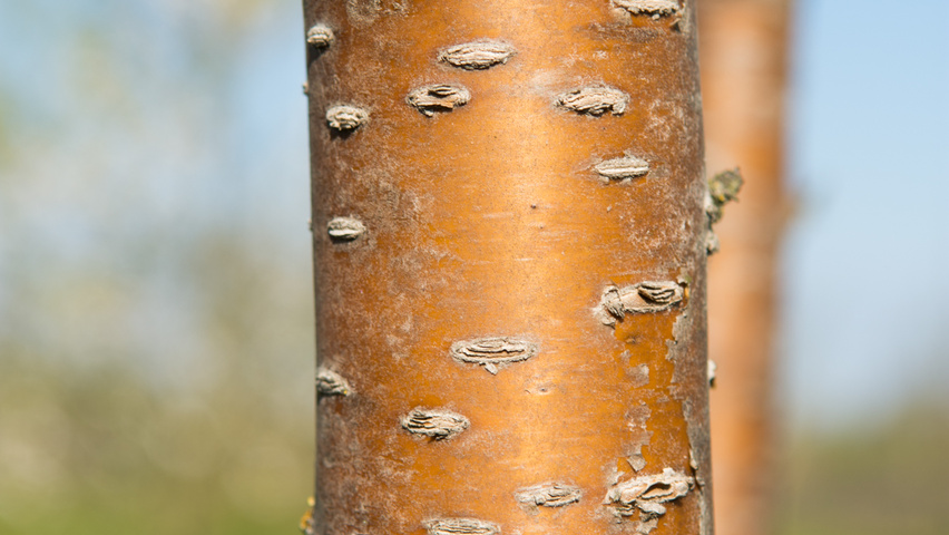 Prunus maackii 'Amber Beauty' bark
