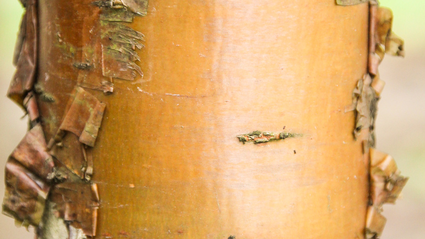 Prunus maackii 'Amber Beauty' bark