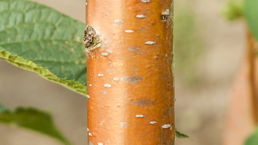 Prunus maackii 'Amber Beauty' bark