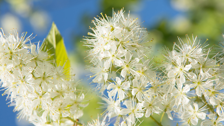 Prunus maackii 'Amber Beauty' flowers