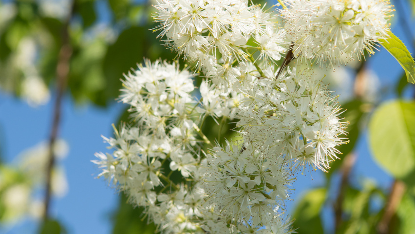 Prunus maackii 'Amber Beauty' flowers