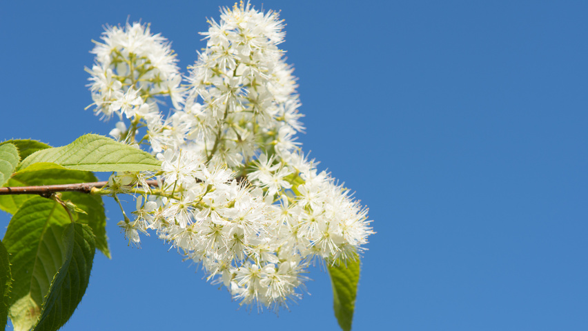 Prunus maackii 'Amber Beauty' flowers