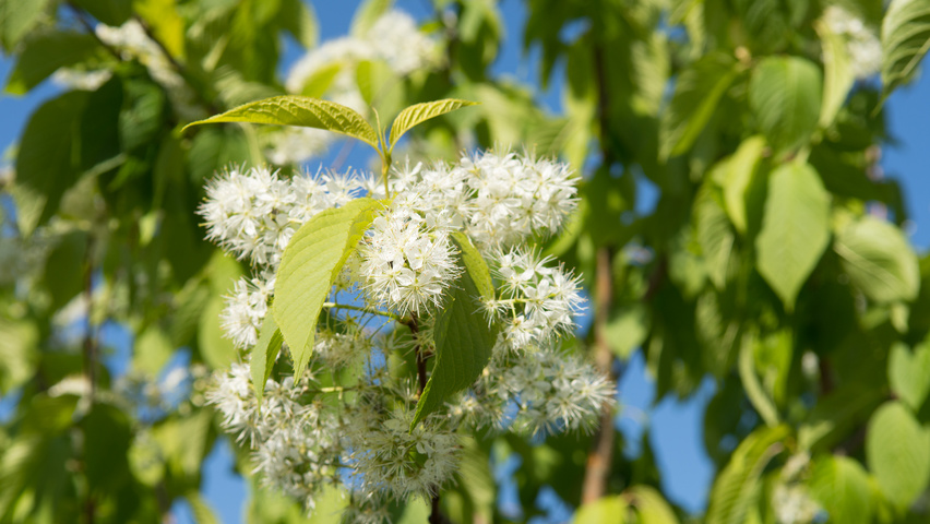 Prunus maackii 'Amber Beauty' flowers