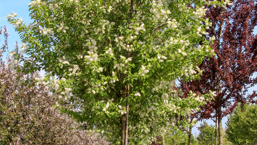 Prunus maackii 'Amber Beauty' standard tree