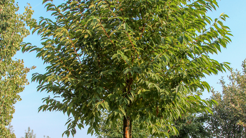Prunus maackii 'Amber Beauty' standard tree