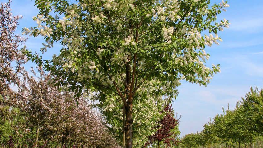 Prunus maackii 'Amber Beauty' standard tree