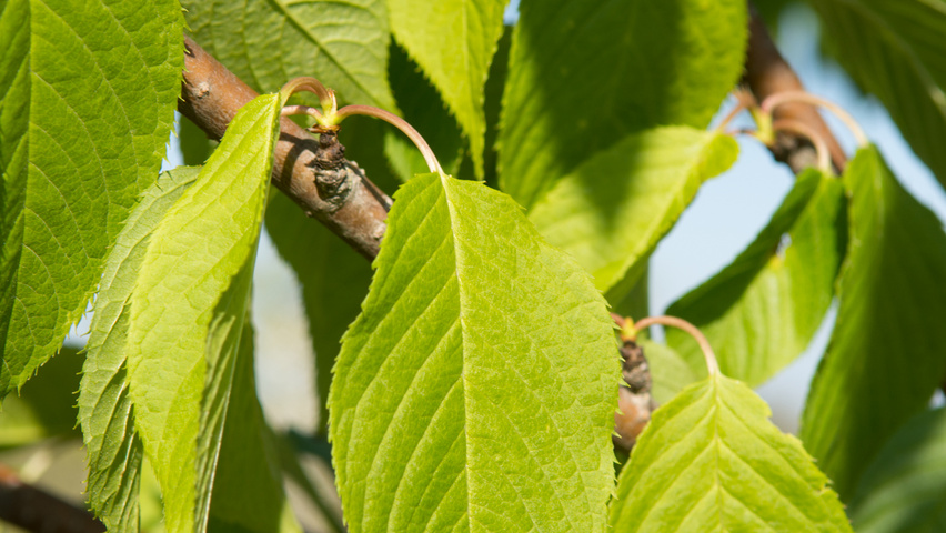 Prunus maackii 'Amber Beauty' leaves