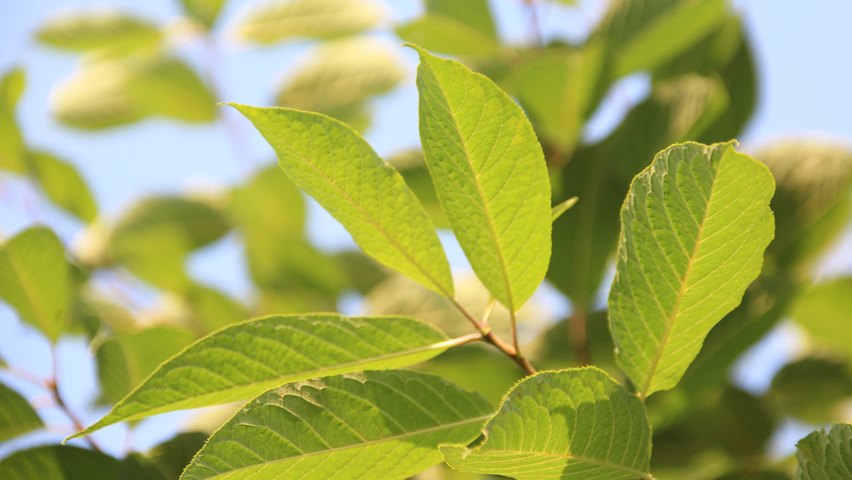 Prunus maackii 'Amber Beauty' leaves