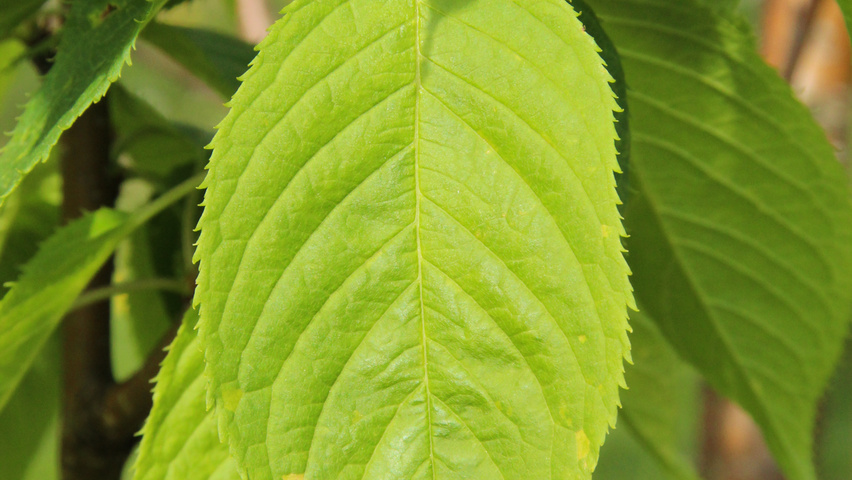 Prunus maackii 'Amber Beauty' leaves