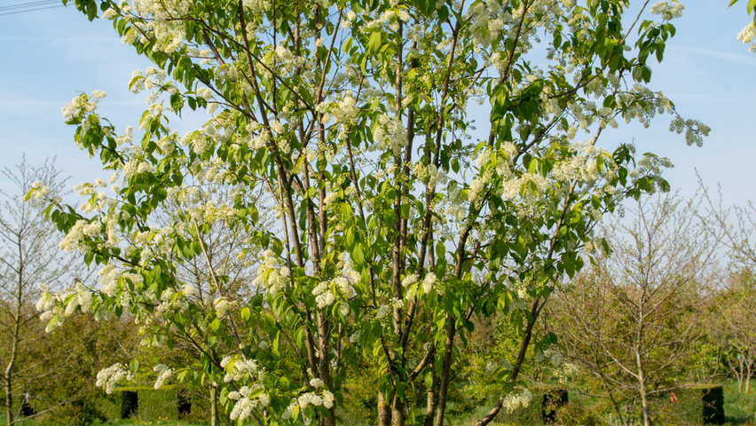 Prunus maackii 'Amber Beauty' multi-stem