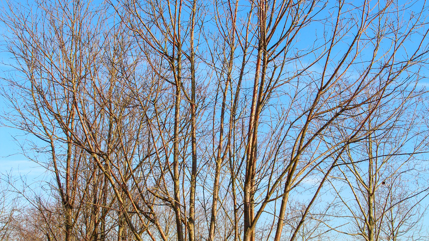 Prunus maackii 'Amber Beauty' multi-stem
