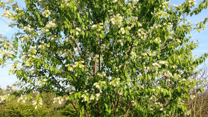 Prunus maackii 'Amber Beauty' multi-stem umbrella
