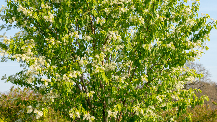 Prunus maackii 'Amber Beauty' multi-stem umbrella