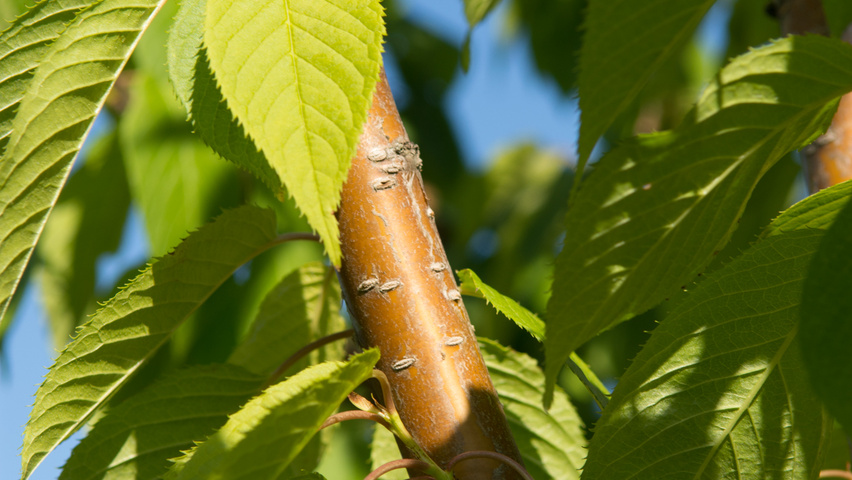 Prunus maackii 'Amber Beauty' twigs