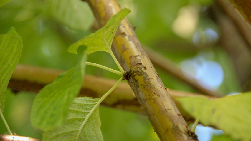Prunus maackii 'Amber Beauty' twigs