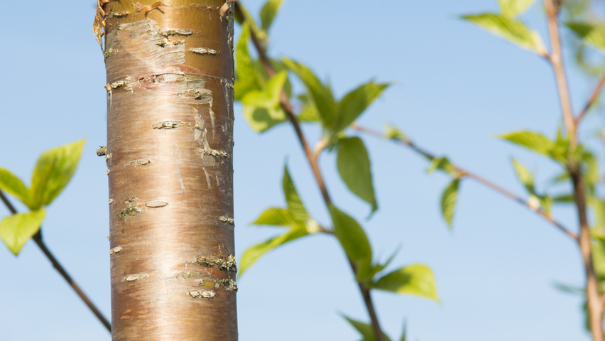 Prunus maackii tronc