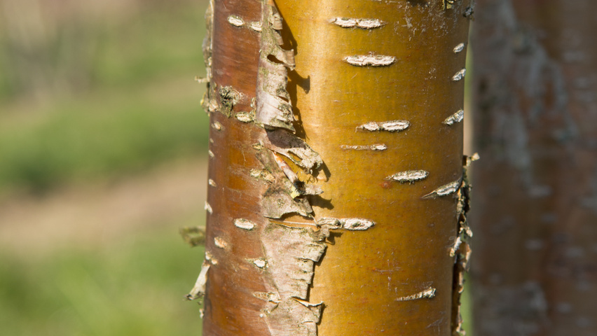 Prunus maackii tronc