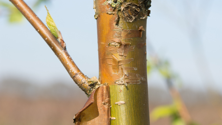Prunus maackii tronc