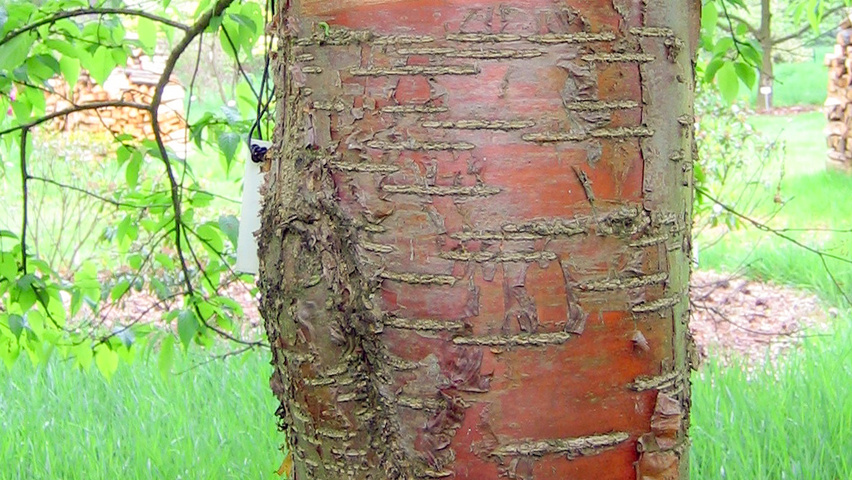 Prunus maackii tronc