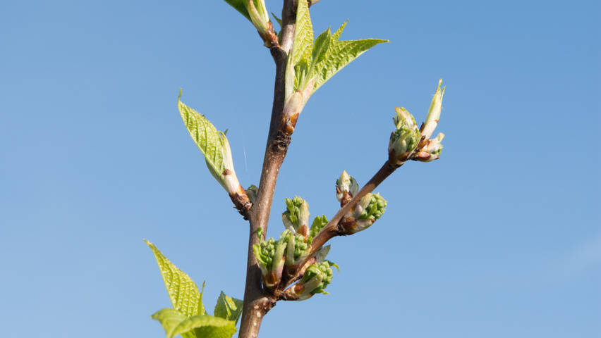 Prunus maackii fleurs
