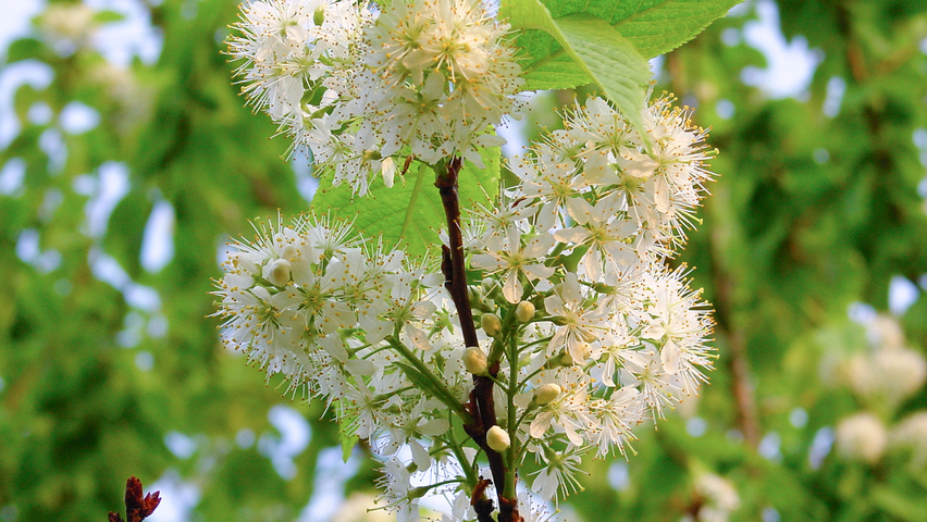 Prunus maackii fleurs