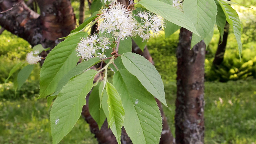 Prunus maackii fleurs