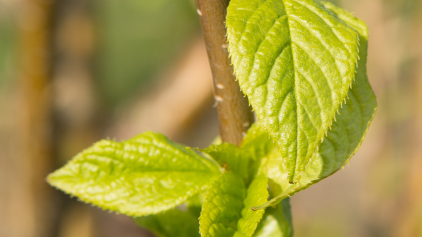 Prunus maackii Feuilles