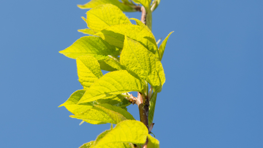 Prunus maackii Feuilles