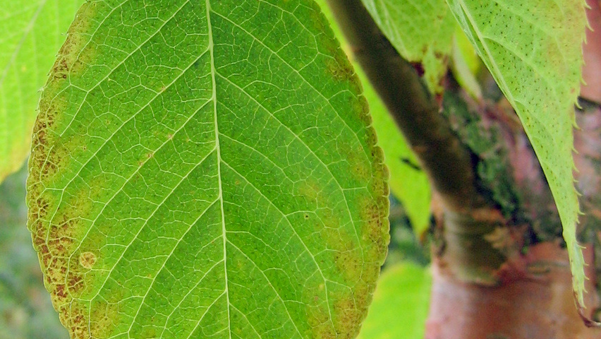 Prunus maackii Feuilles