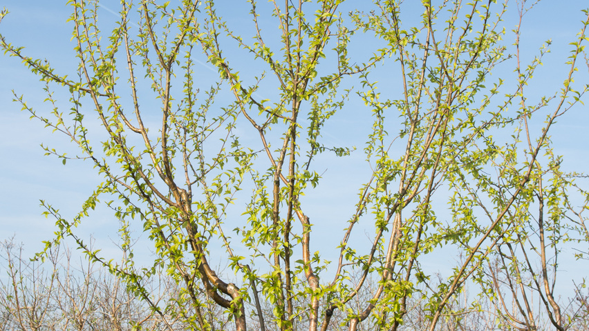Prunus maackii multi-troncs