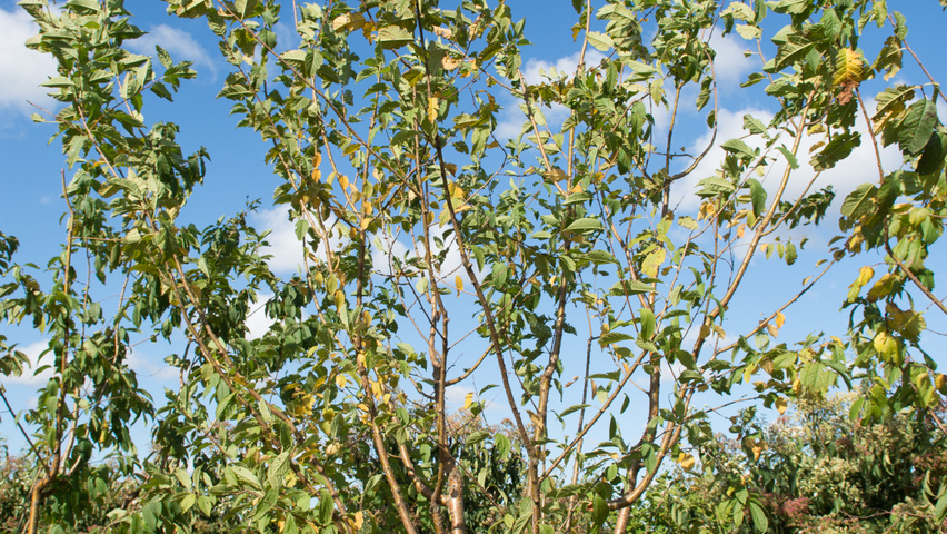 Prunus maackii multi-troncs