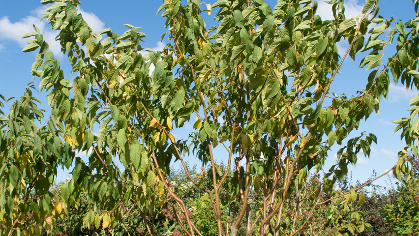Prunus maackii multi-troncs