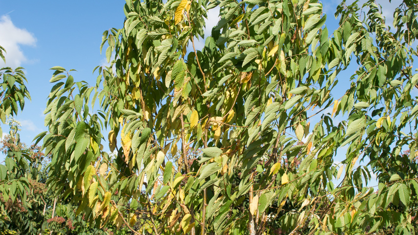 Prunus maackii multi-troncs