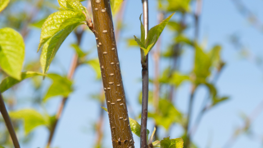Prunus maackii rameaux