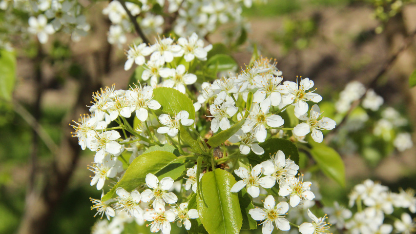 Prunus mahaleb цветки