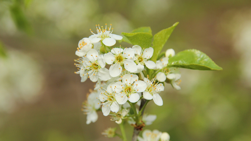 Prunus mahaleb цветки