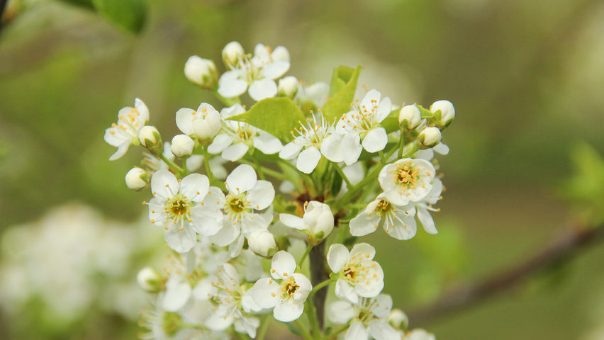 Prunus mahaleb цветки